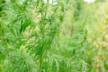 Cannabis leaf bushes. Hemp close-up.