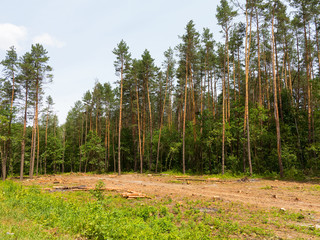 IIlegal chaotic deforestation in Ukraine with a low economy leads to baldness and climatic natural disasters. Extraction of amber in Ukraine Chopping wood