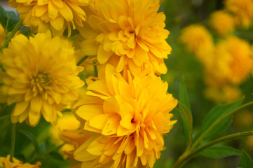 yellow chrysanthemum flowers in the garden