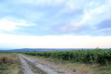 Fototapeta na wymiar Road and grape planting in a Bulgarian village at sunset