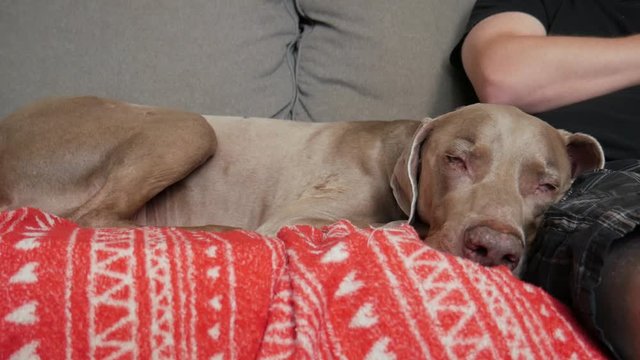 Weimaraner dog sleeps with his head pressed against his owners leg, while at home on the couch.  Tired pet napping on a soft red blanket on sofa by person.