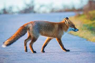 Wild red fox, vulpes vulpes, at sunset