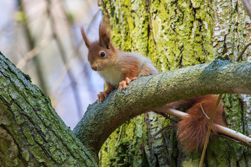 Eichhörnchen 50 © Karl-Heinz Schmidt