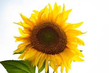 Obraz premium Sunflower close up on white.