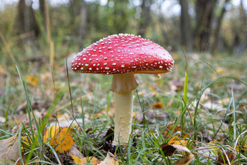 10-18-2019 Hiddensee Island, Germany, Fly agaric -Amanita Muscaria- in the undergrowth in the dune forest