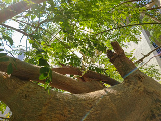 Fototapeta premium Green Tree with Leaves