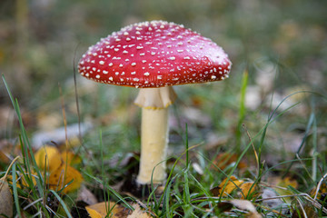 10-18-2019 Hiddensee Island, Germany, Fly agaric -Amanita Muscaria- in the undergrowth in the dune forest