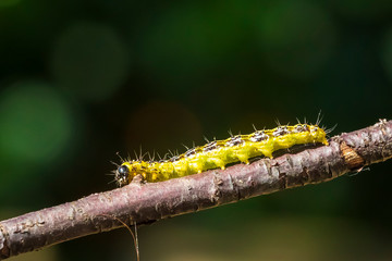 Box tree moth caterpillar, Cydalima perspectalis, closeup feeding