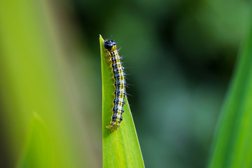 Box tree moth caterpillar, Cydalima perspectalis, closeup