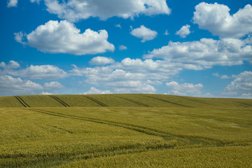 Green field and blue sky