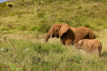 Elephant with Calf in Kenya, Africa