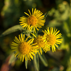 Large plan of a bright yellow flower. Summer close-up photo