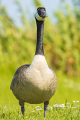 Canadian goose Branta canadensis in a meadow