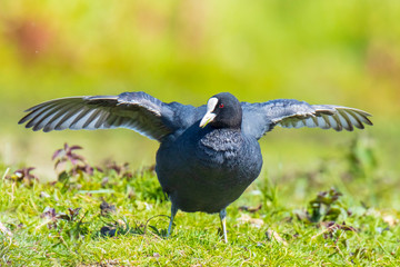 Eurasian coot Fulica atra, foraging in green grass