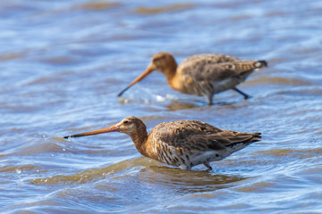 Black-tailed godwit Limosa Limosa foraging in blue water