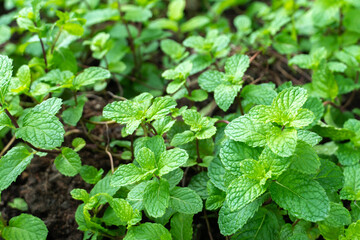 Fresh raw mint leaves in garden