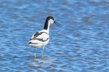 Pied Avocet, Recurvirostra avosetta, foraging