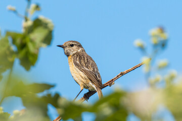 Stonechat, Saxicola rubicola, bird female perching