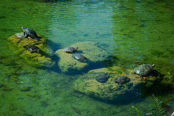 Plenty of pond slider turtle (Trachemys scripta) are basking in the sun on rocks in a pond..