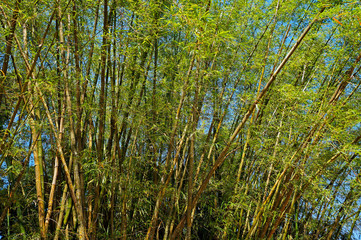 Bamboo forest in Rio
