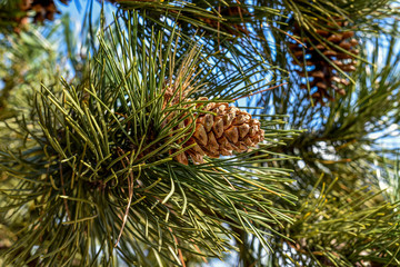 beautiful pine cone on a twig with green needles