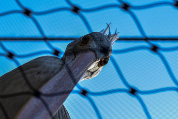 Pelican with a sad look behind bars in the zoo