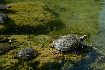 Obraz premium Plenty of pond slider turtle (Trachemys scripta) are basking in the sun on rocks in a pond..