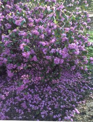 Hydrangea bush in the city 