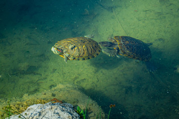2 pond slider turtles (Trachemys scripta) are swimming in a pond on a sunny day..