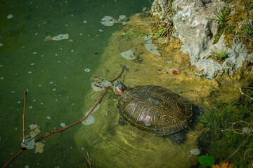 The pond slider turtle (Trachemys scripta) is basking in the sun on a rock in a pond.