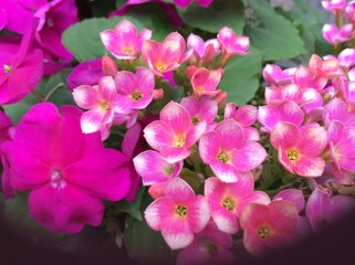 Closeup of cluster of small pink and yellow flowers with an ant 