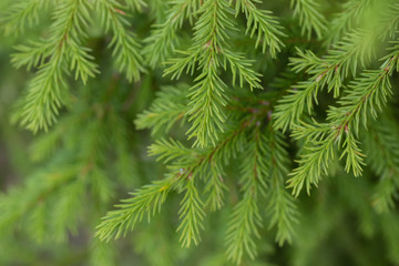 Christmas tree green branch pattern late fall day