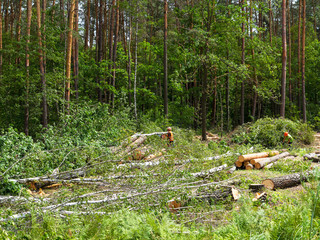 Obraz premium IIlegal chaotic deforestation in Ukraine with a low economy leads to baldness and climatic natural disasters. Extraction of amber in Ukraine Chopping wood