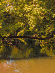 A stream in the woods