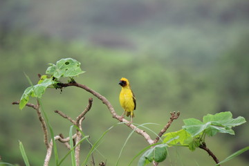A bird on a branch