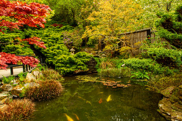 Obraz premium Relaxing scene from a koi fish pond inside a decorative Japanese Garden with beautiful plants and mossy rocks surrounding the pond. There are water lilies and some other plants in the pond.