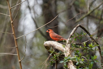 cardinal on a branch