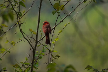 cardinal of a branch