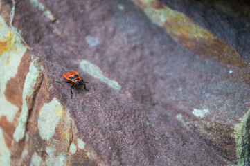 the firebug is on the stone