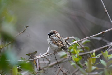 sparrow on a branch