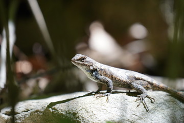 lizard on a rock