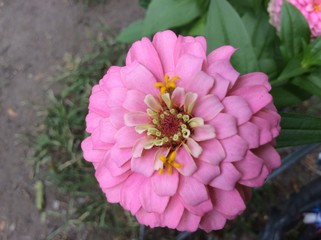 Pink Zinna flower up close during day 