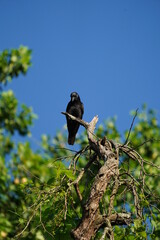 A crow perches on a branch against a blue sky background.