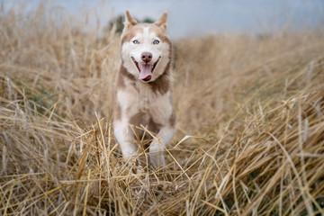 Syberian husky biegnący w zbożu © nitka_zaplatana