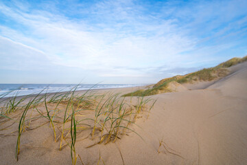 Dunes in the morning sunlight. Grasses grow on the hilltops. In the background there is the sea.