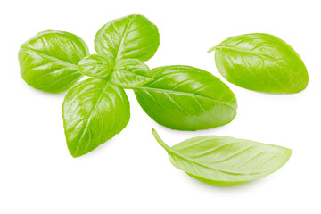 Basil leaves isolated on white background. Macro