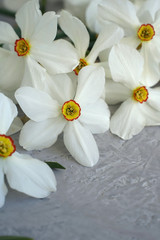Fototapeta na wymiar daffodil flowers on a gray surface. selective focus