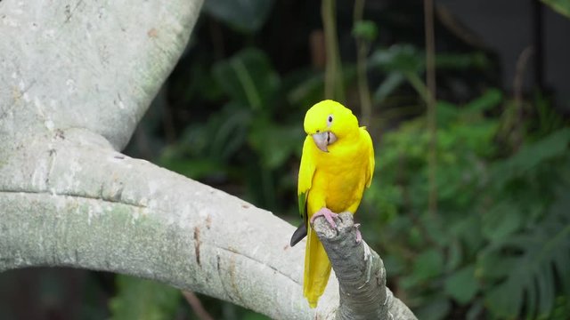 A golden parakeet or golden conure, (Guaruba guarouba), a medium-sized golden-yellow Neotropical parrot native to the Amazon Basin of interior northern Brazil perched on a tree branch.