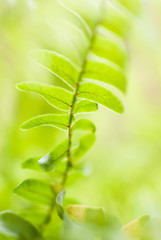 Fototapeta na wymiar Fern plant close up. Light, vibrant, green background. Fresh, bright.