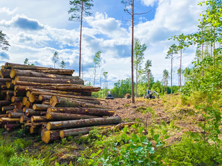 Pile of logs in front of forestry harvesters. Clearcutting. Kalhygge. Karlstad, Värmland, Sweden.